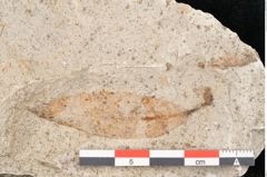 Foto (Detailansicht) von Quercus palaeoilex Ettingshausen (NHMW-GEO-2024-0188-6373)
